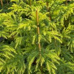Kryptoméria japonská (Cryptomeria japonica) 'SEKKAN' - výška 50-70 cm, kont. C5L